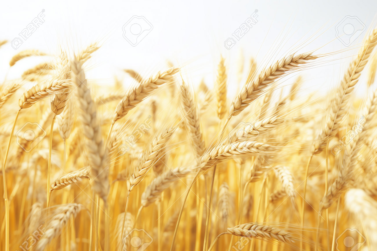 Field of wheat, HD phone wallpaper | Peakpx, image size:1300x867