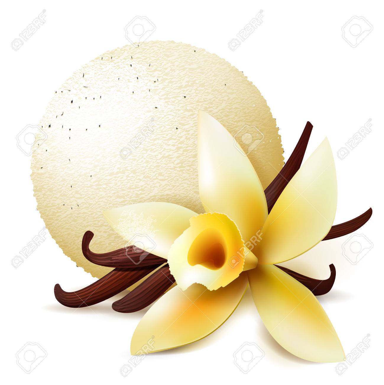 バニラ風味のアイス クリーム スクープ ベクトル分離の現実的なイラスト のイラスト素材 ベクタ Image