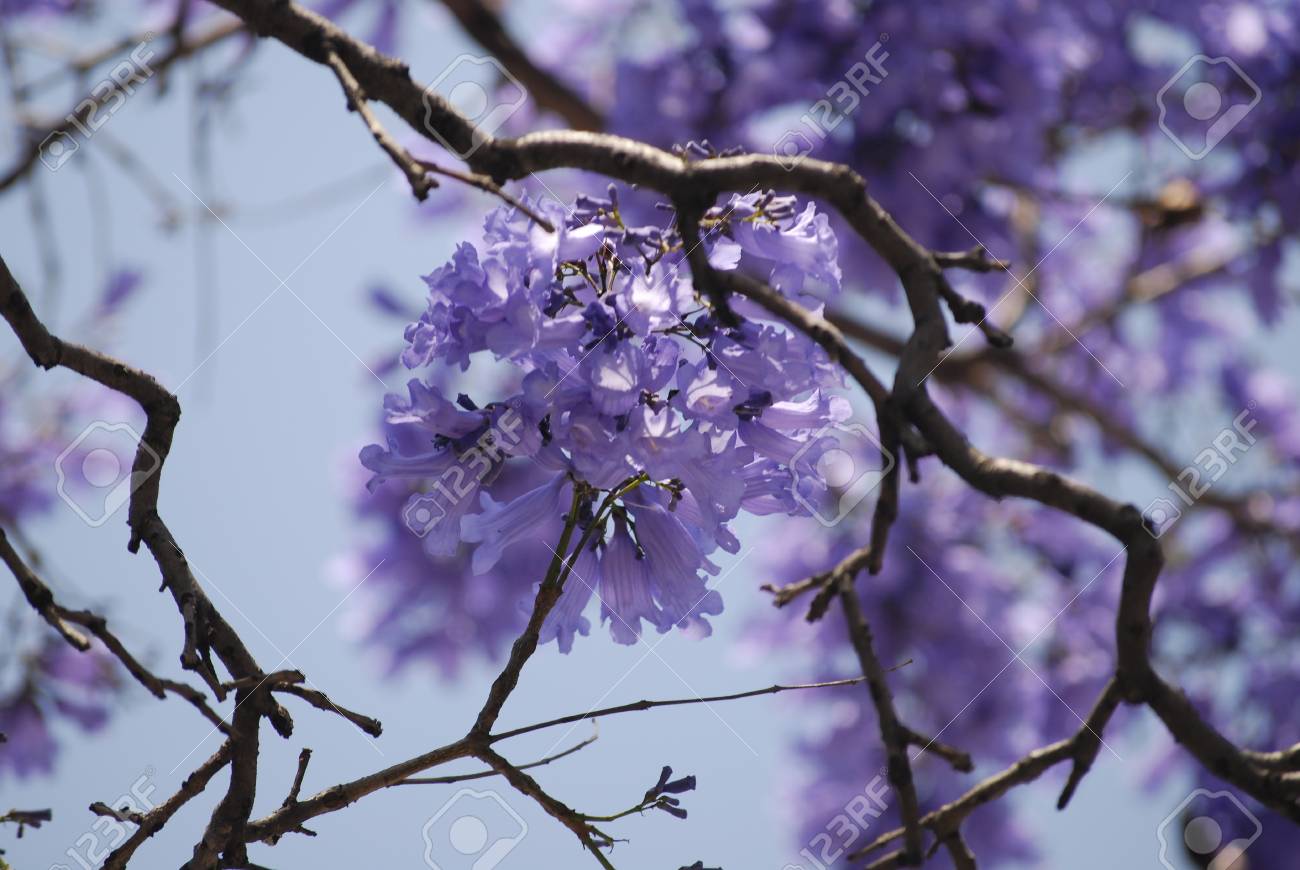 Jacaranda Tree Purple Flowers Against Blue Sky Close Up With Stock Photo Picture And Royalty Free Image Image Jacaranda Tree Purple Flowers Against Blue Sky Close Up With Stock Photo Picture And Royalty Free Image Image