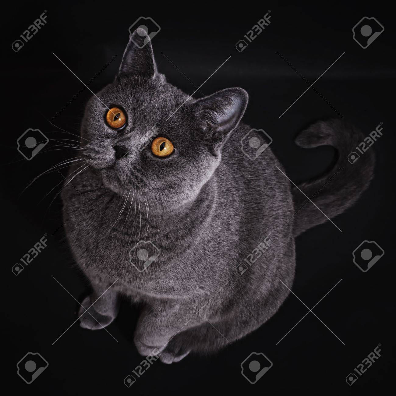 Gray British Cat With Dark Yellow Eyes On Black Background Stock