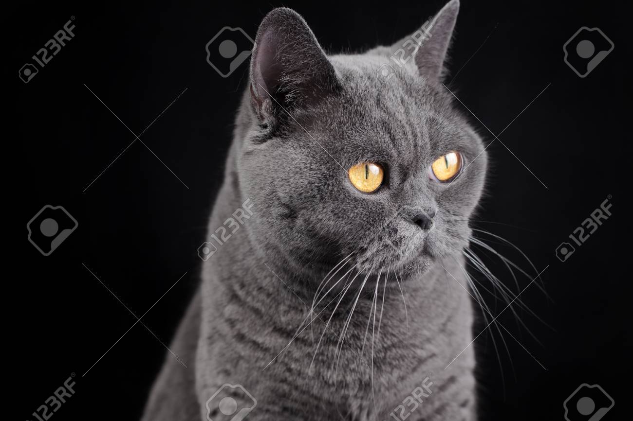 黒の背景に灰色のブリティッシュショートヘアの猫の肖像画 の写真素材 画像素材 Image 黒の背景に灰色のブリティッシュショートヘアの猫の肖像画 の写真素材 画像素材 Image
