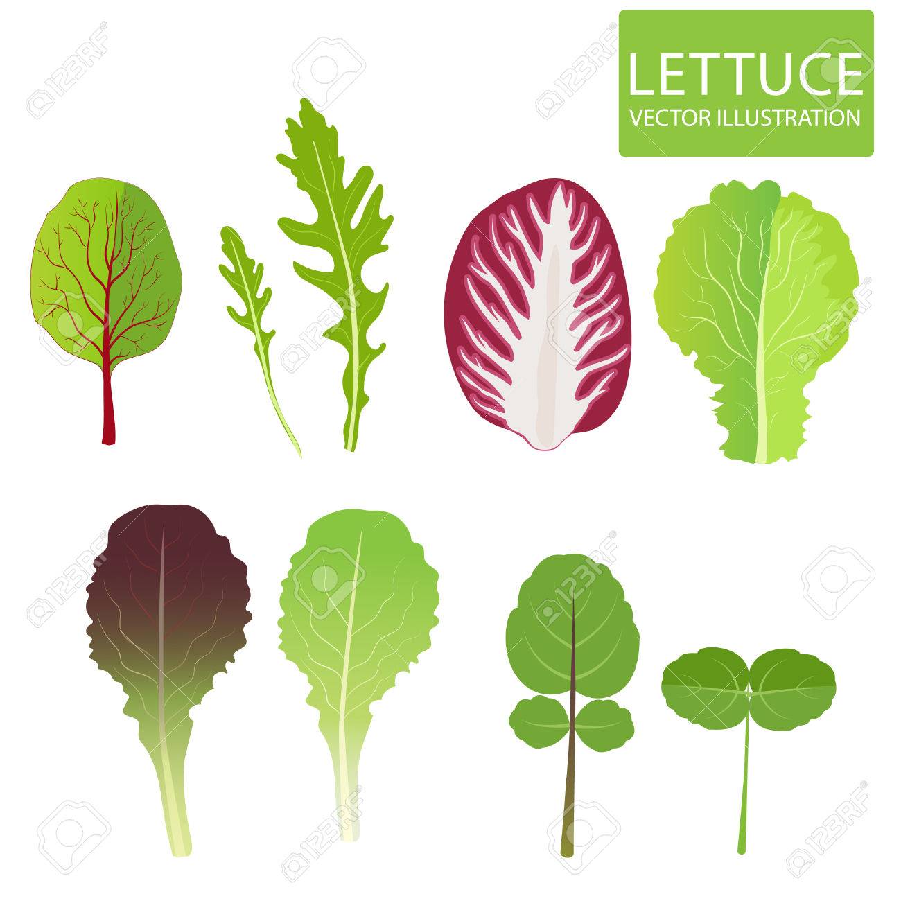 Lechuga tipos de hojas