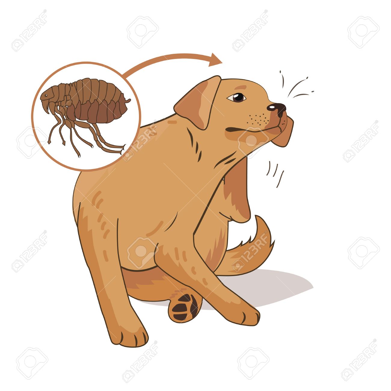 ノミは 犬が出没します ノミ虫をスクラッチします 白の背景にベクトル イラスト ノミ虫の生活 虫刺され バグの写真 動物のノミのバグ ノミのバグ のかみ傷の徴候 ノミのバグをドレインします 病気の犬 のイラスト素材 ベクタ Image