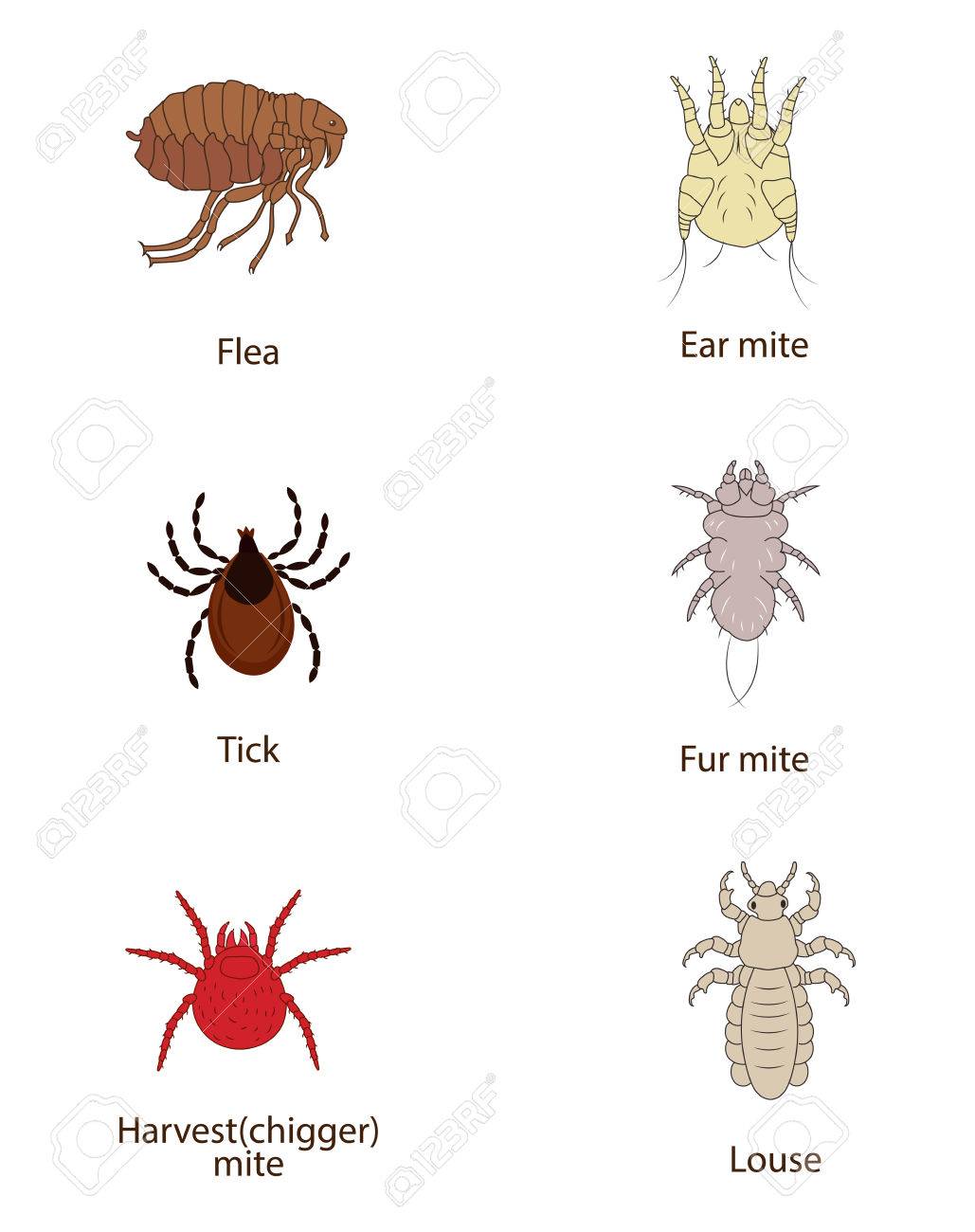 Skin Parasites >> What To Know About Parasites Skin And Fur Parasites Vector Set Skin Parasites >> What To Know About Parasites Skin And Fur Parasites Vector Set