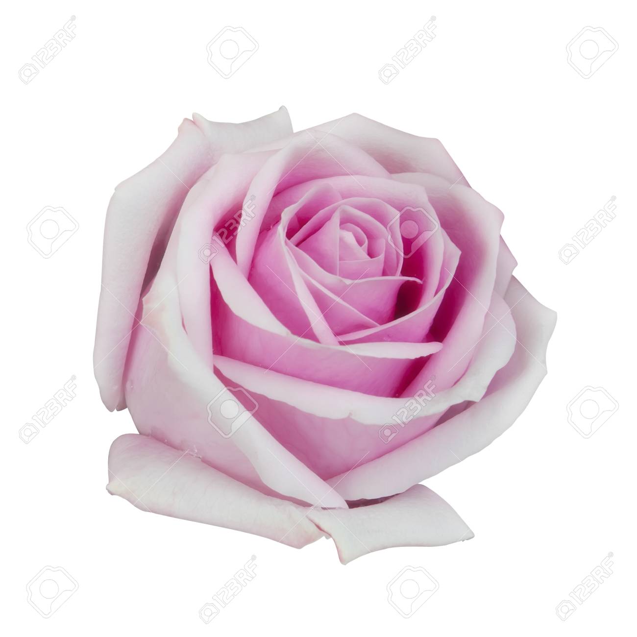 新鮮な美しいピンク薔薇の花弁と香りは 簡単なカットのホワイト バック グラウンド分離含まれているクリッピング パスに愛の花やバレンタイン日の水のドロップします の写真素材 画像素材 Image