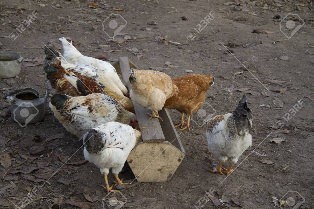 エサ入れから食べる鶏のグループ の写真素材 画像素材 Image
