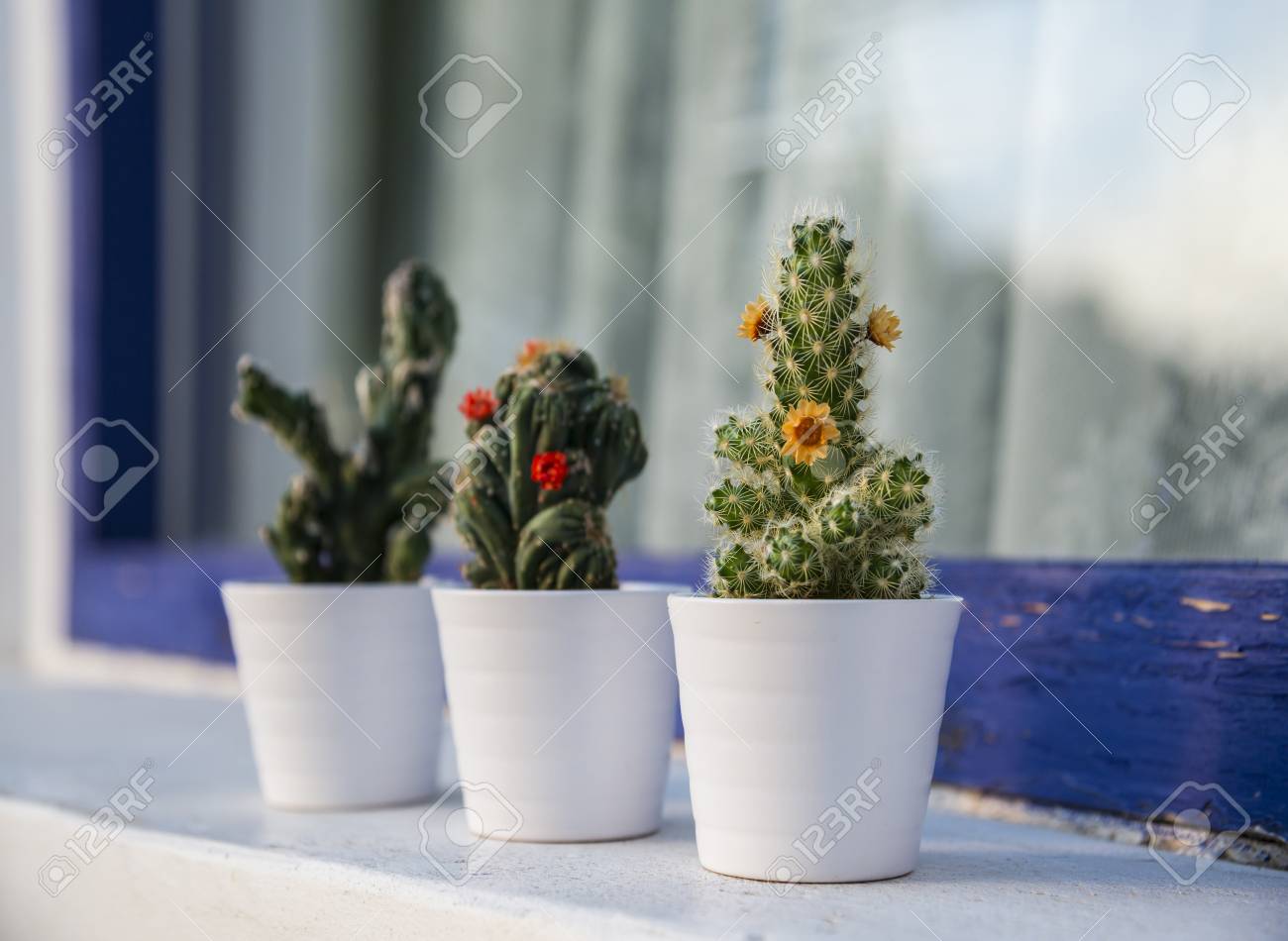 屋外の小さな白い花鉢に多肉植物とサボテン の写真素材 画像素材 Image