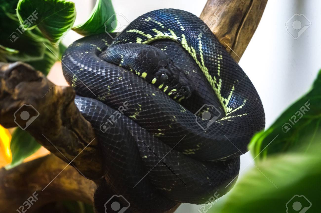 カール黒蛇 の写真素材 画像素材 Image カール黒蛇 の写真素材 画像素材 Image