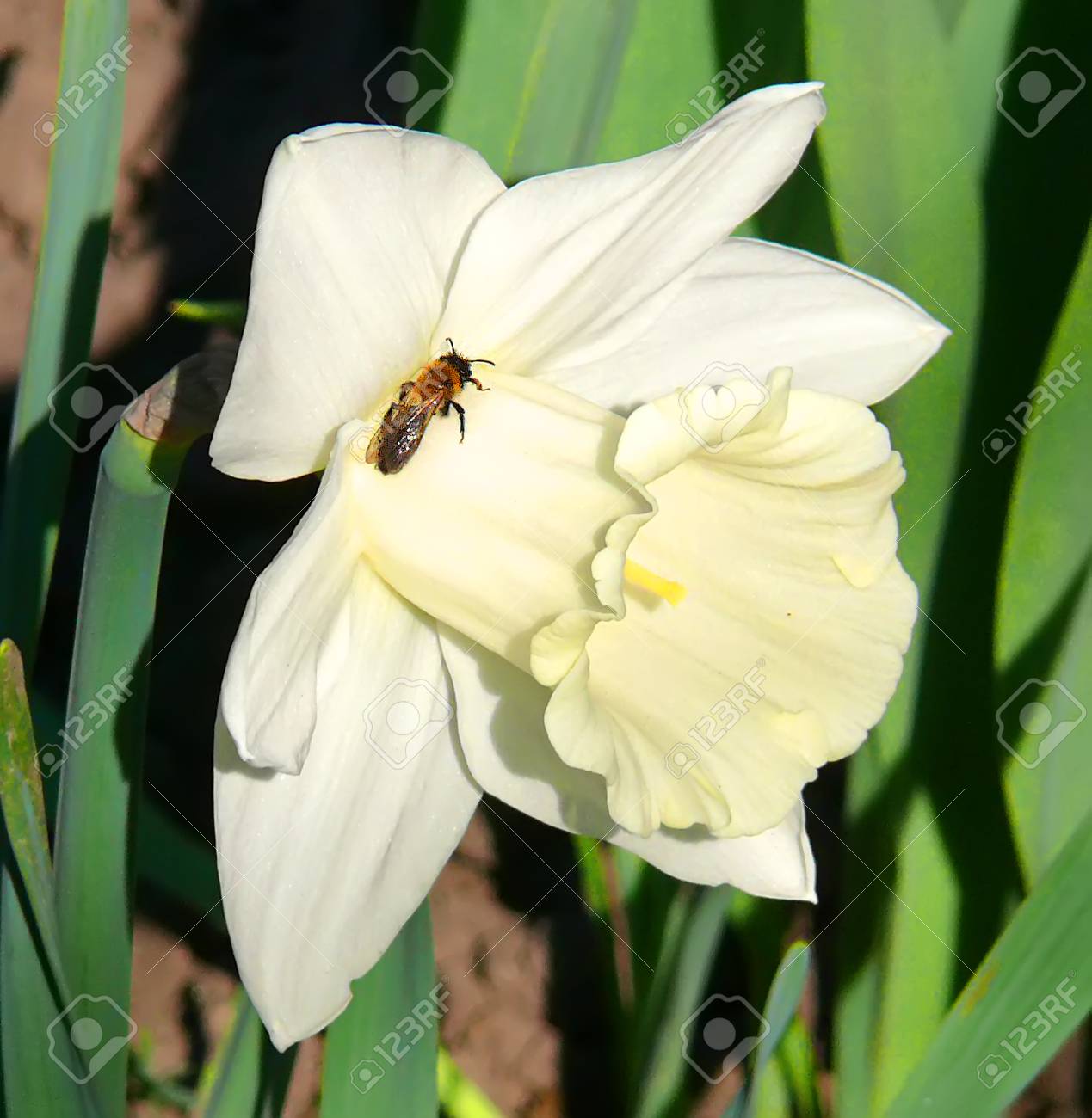 Narcisse Belle Fleur Blanche Avec Une Mouche Sur Le Pétale