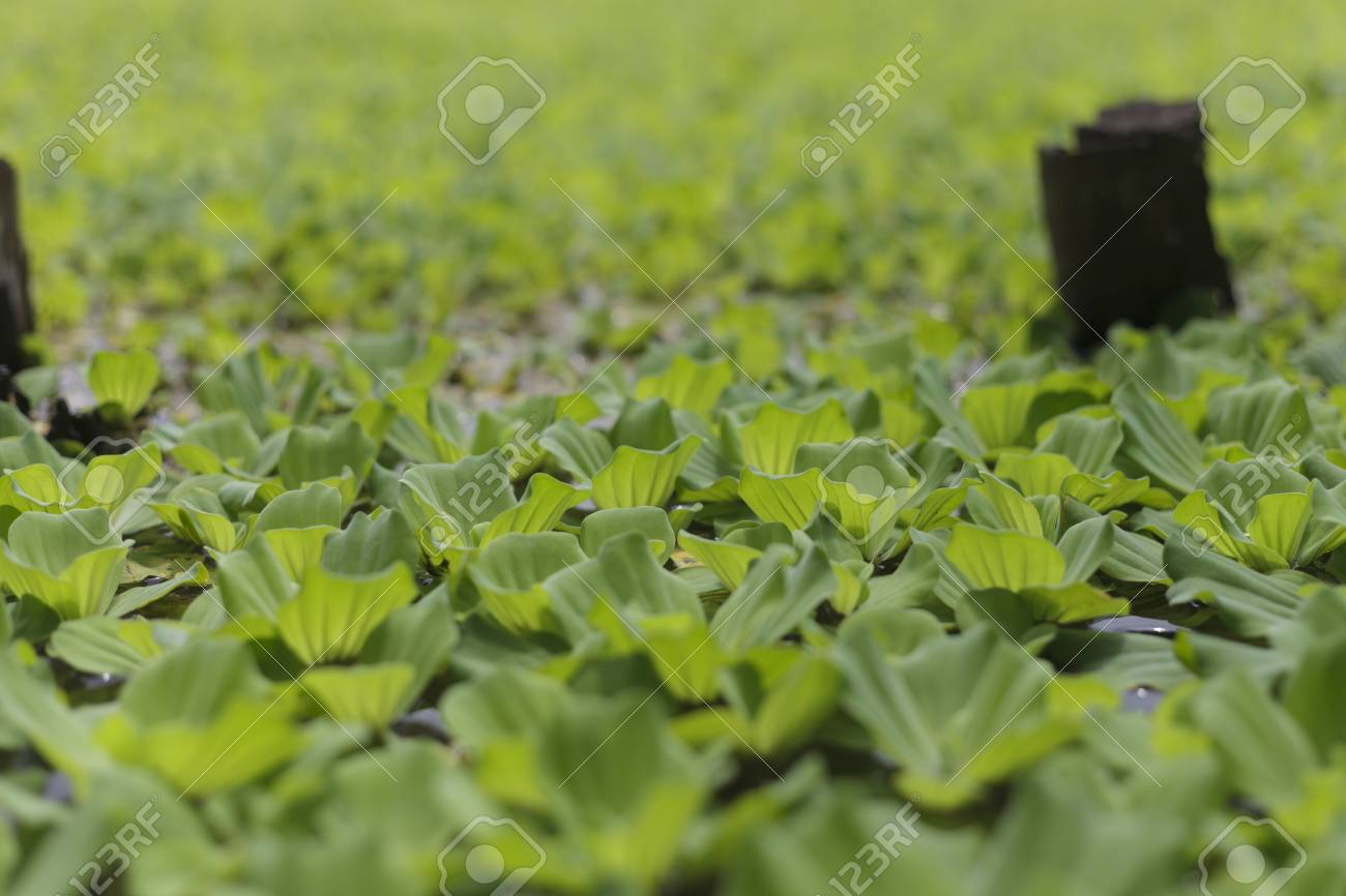 排水処理用ウォーター レタス の写真素材 画像素材 Image