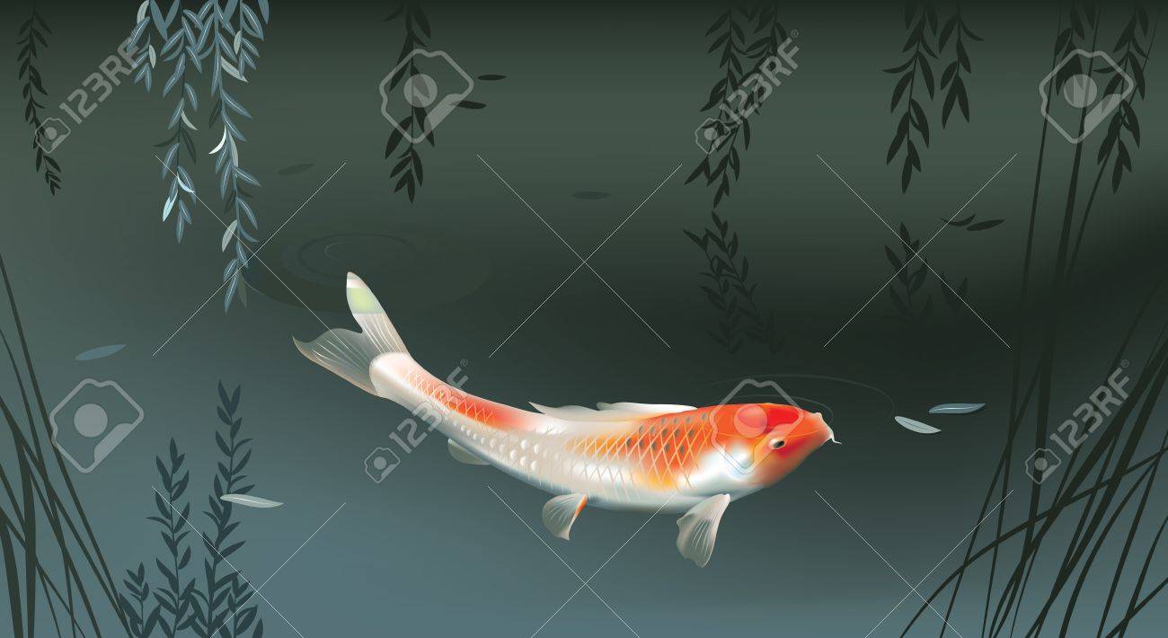 夕方の池の鯉のベクトル イラストのイラスト素材 ベクタ Image