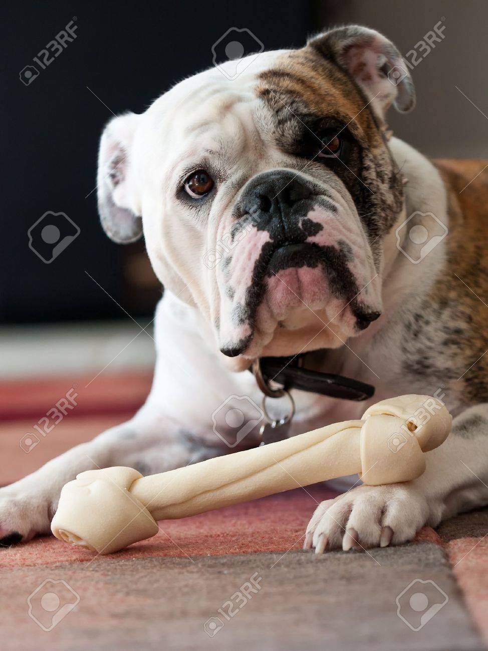 bulldog bone