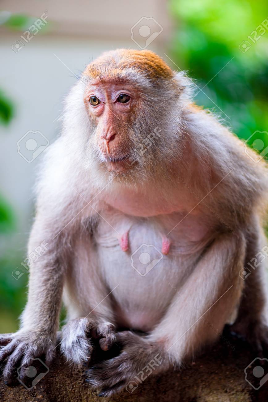 A Monkey Female Sits On A Tree Branch In Natureの写真素材・画像