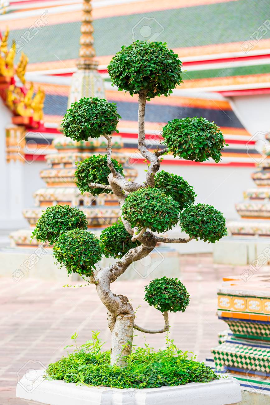 Beautiful Decorative Tree In The Garden Near The Temple In Bangkok Stock Photo Picture And Royalty Free Image Image 97283026