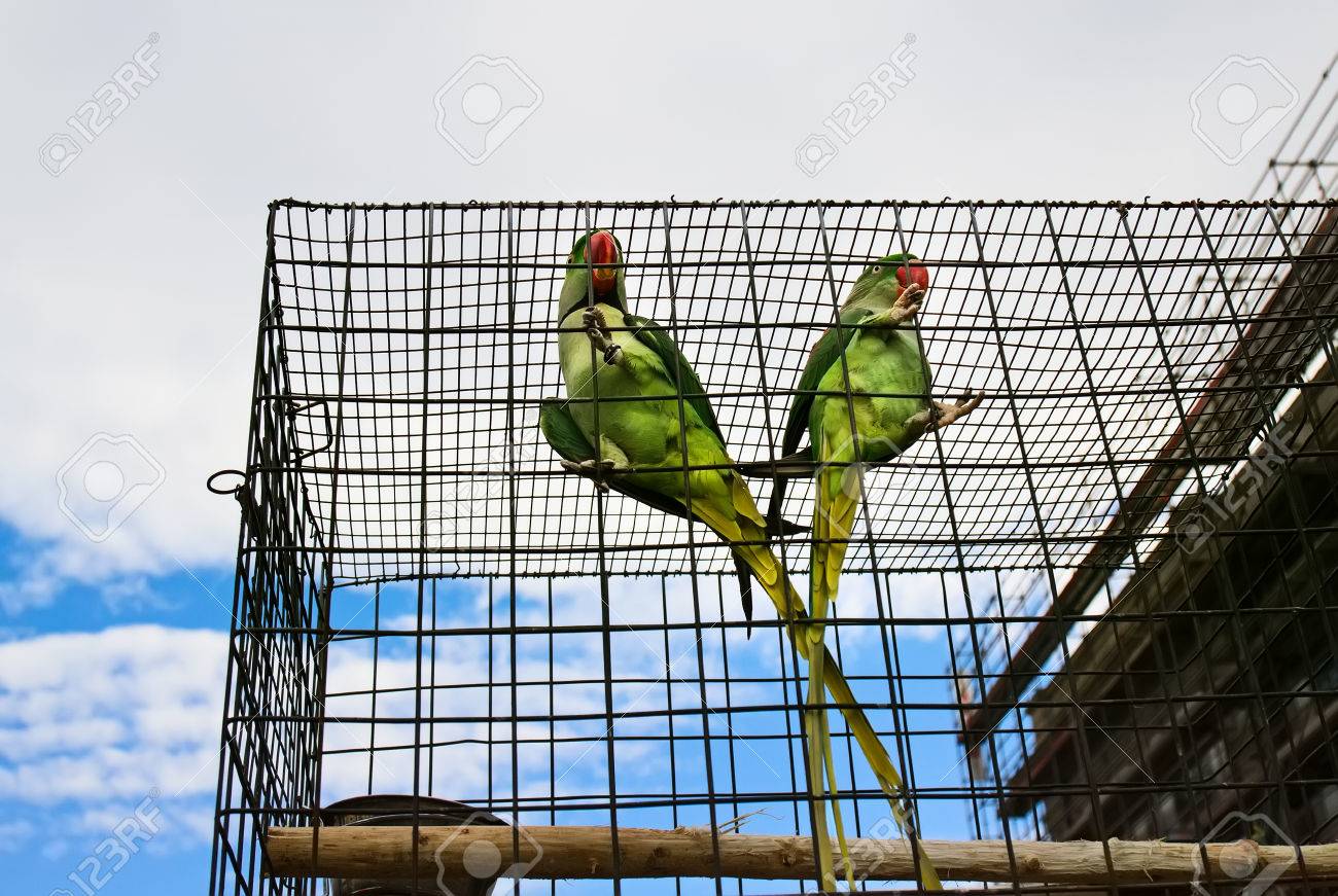 alexandrine parakeet cage