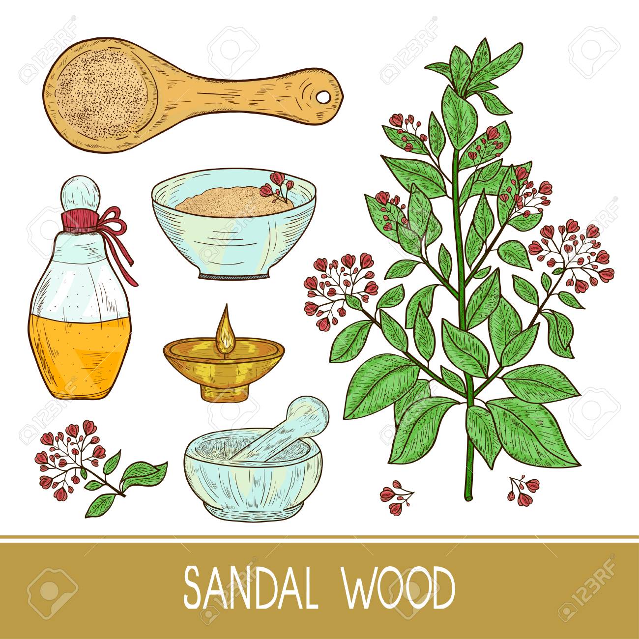 Sandal Wood Plant A Stem Leaf Flower Powder Spoon Oil Bottle Mortar Color Sketch Royalty Free Cliparts Vectors And Stock Illustration Image
