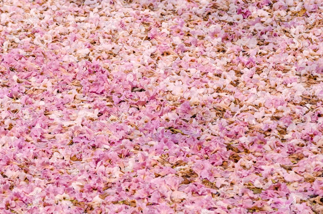 地面 ピンクの花 落ちた花 Tabebuia バラ色のテクスチャ の写真素材 画像素材 Image 地面 ピンクの花 落ちた花 Tabebuia バラ色のテクスチャ の写真素材 画像素材 Image