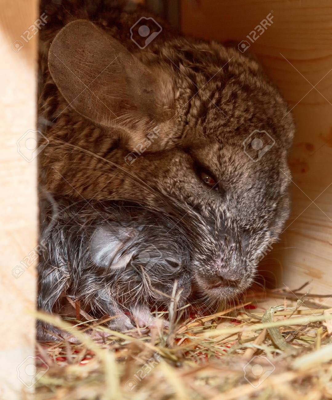 Chinchilla Y Un Bebe Recien Nacido La Suave Y Esponjosa Chinchilla Se Sienta Junto A Su Bebe Recien Nacido Todavia No Es Genial Fotos Retratos Imagenes Y Fotografia De Archivo Libres De