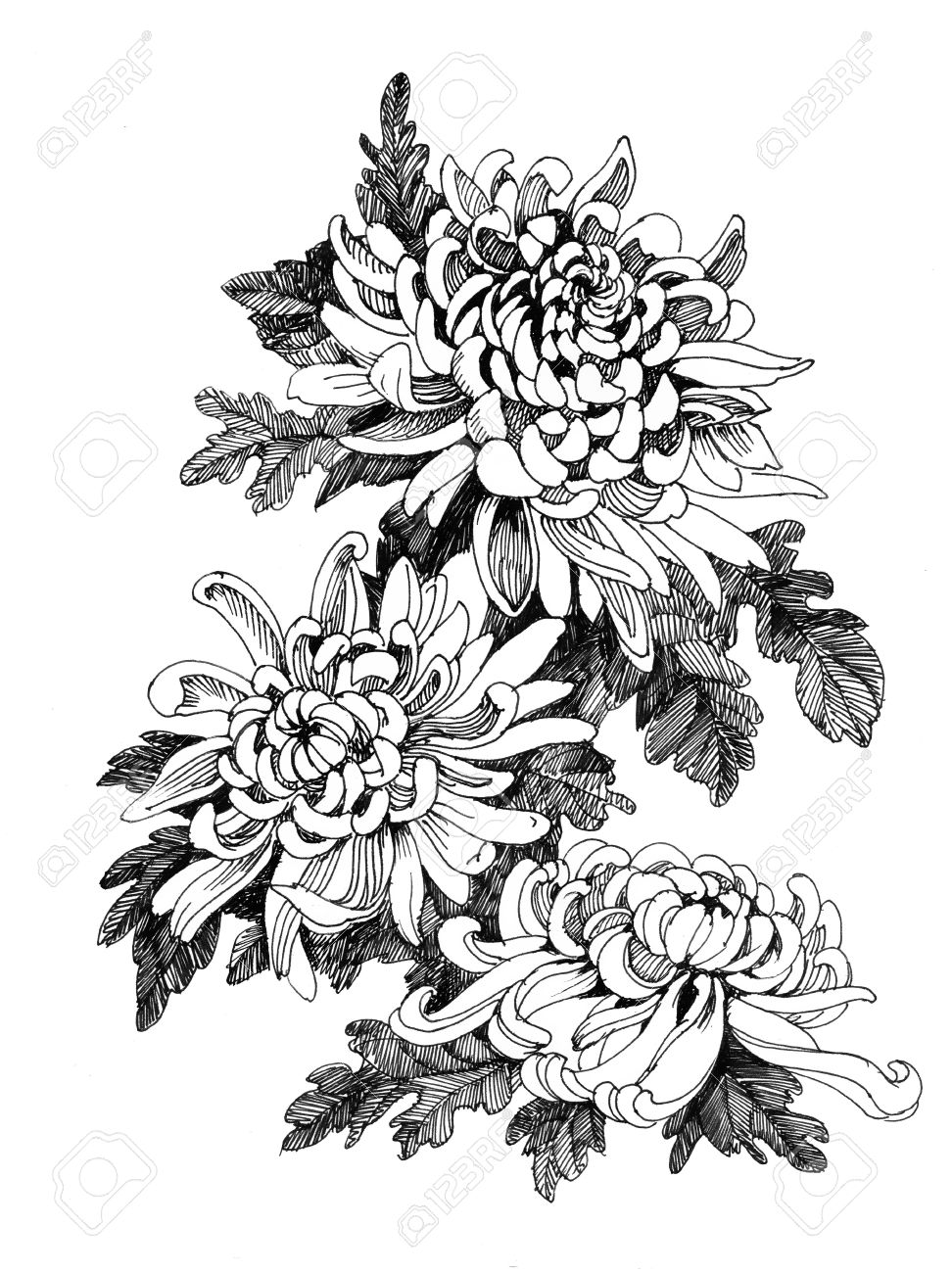 Hand Drawing Chrysanthemum Stock Photo Picture And Royalty Free Image Image