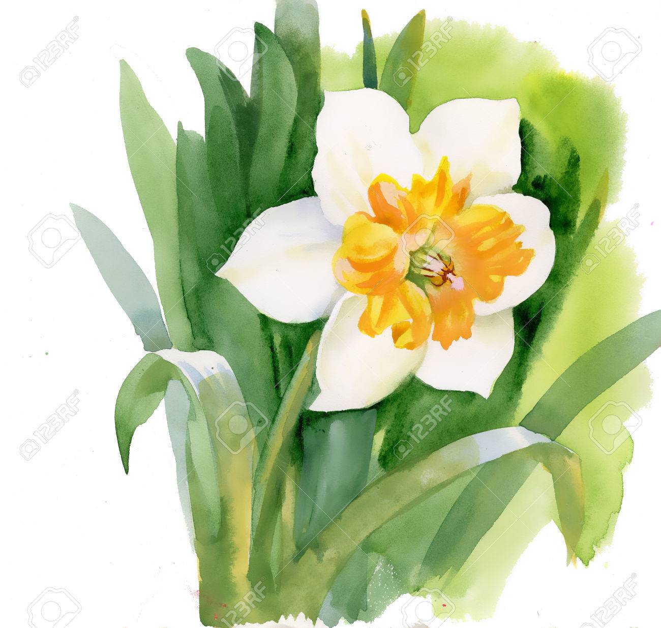 Watercolor Narcissus On White Royalty Free Cliparts Vectors And Stock Illustration Image