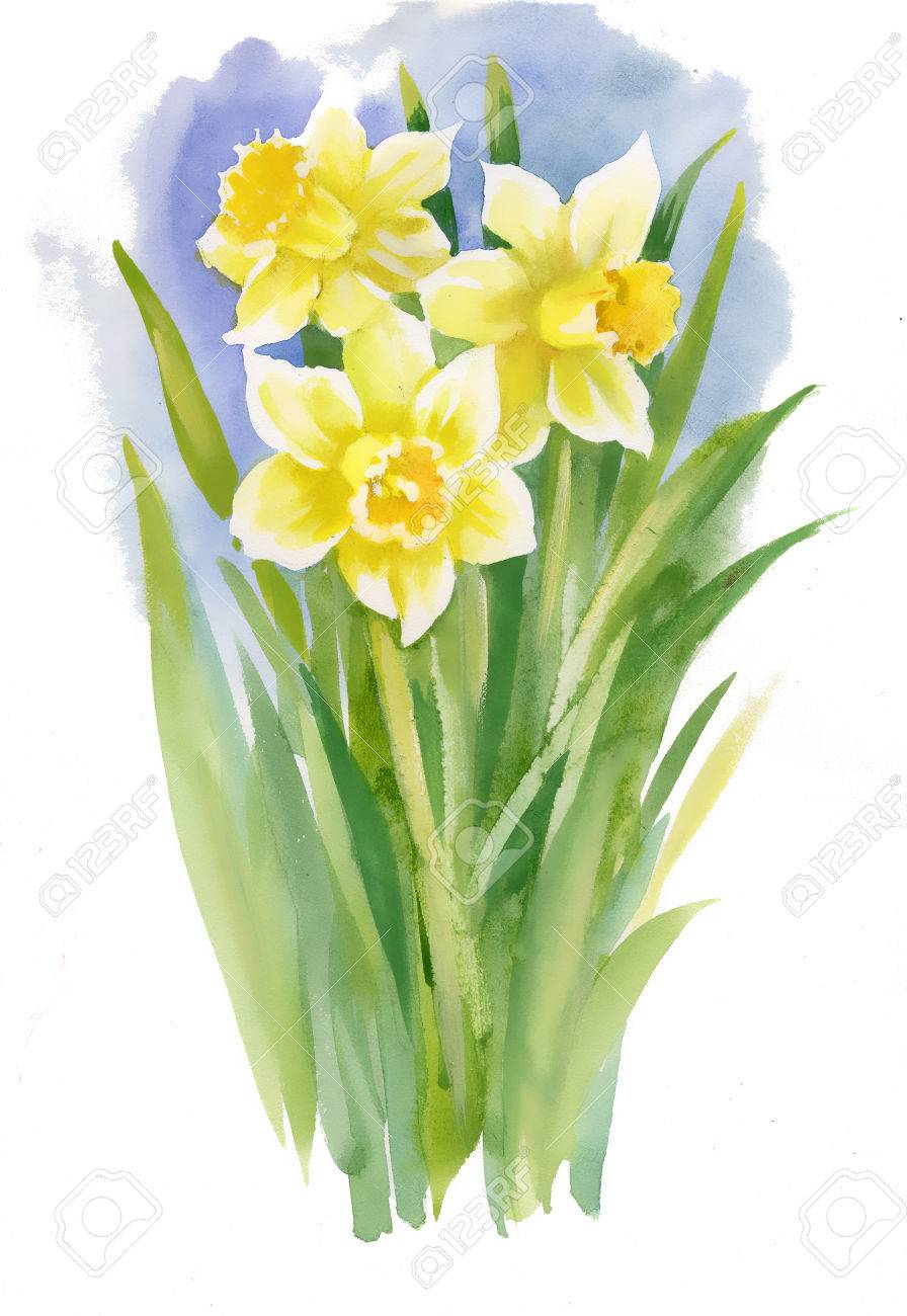 100%正規品 原画 透明水彩画 garden Narcissus 水仙の庭 花の絵 100%正規品 原画 透明水彩画 garden Narcissus 水仙の庭 花の絵