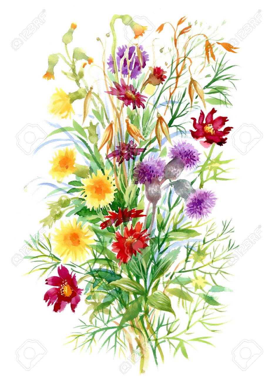 白地にカラフルな水彩野の花イラスト の写真素材 画像素材 Image