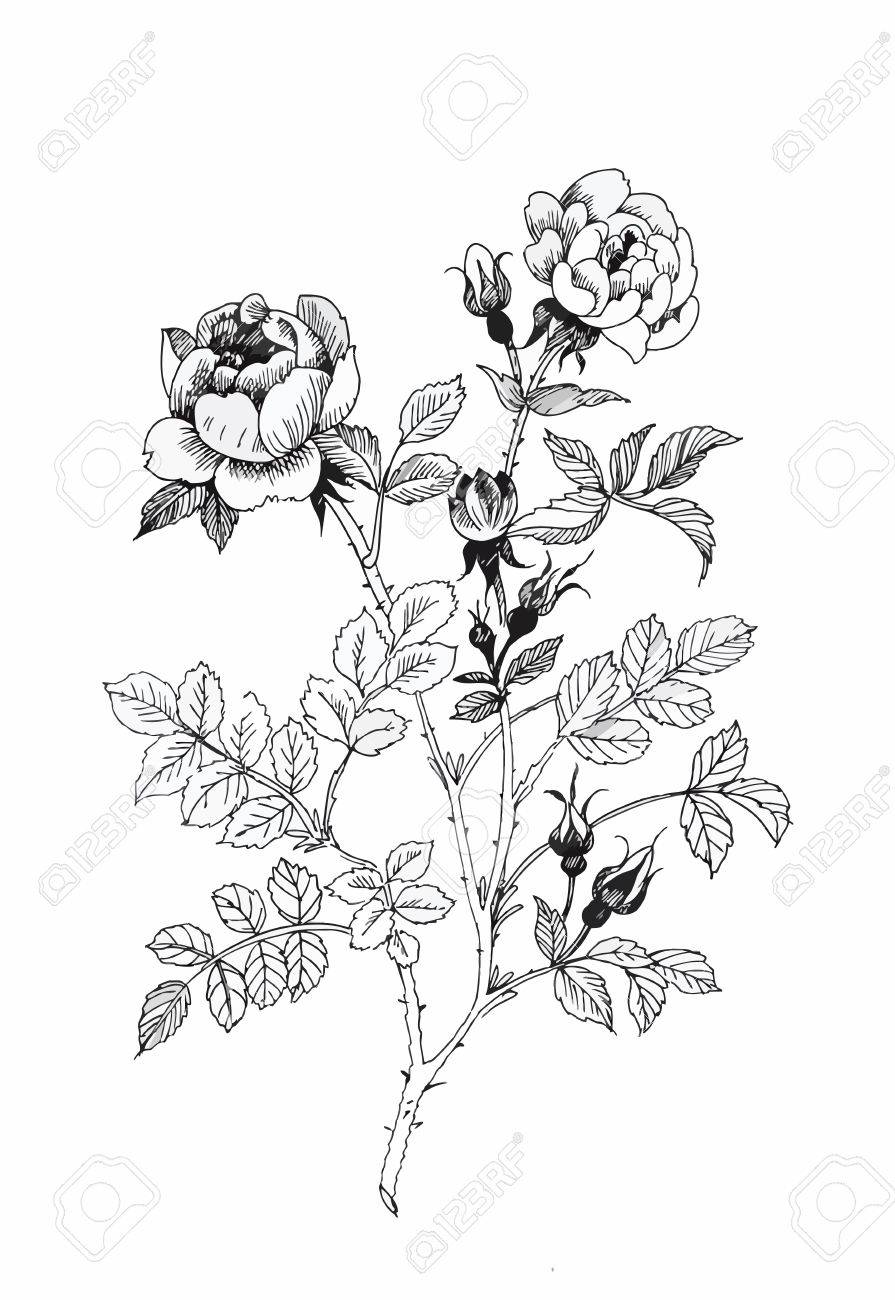 Beautiful monochrome, black and white flower isolated. Hand-drawn contour lines and strokes - 45114083 Beautiful monochrome, black and white flower isolated. Hand-drawn contour lines and strokes - 45114083