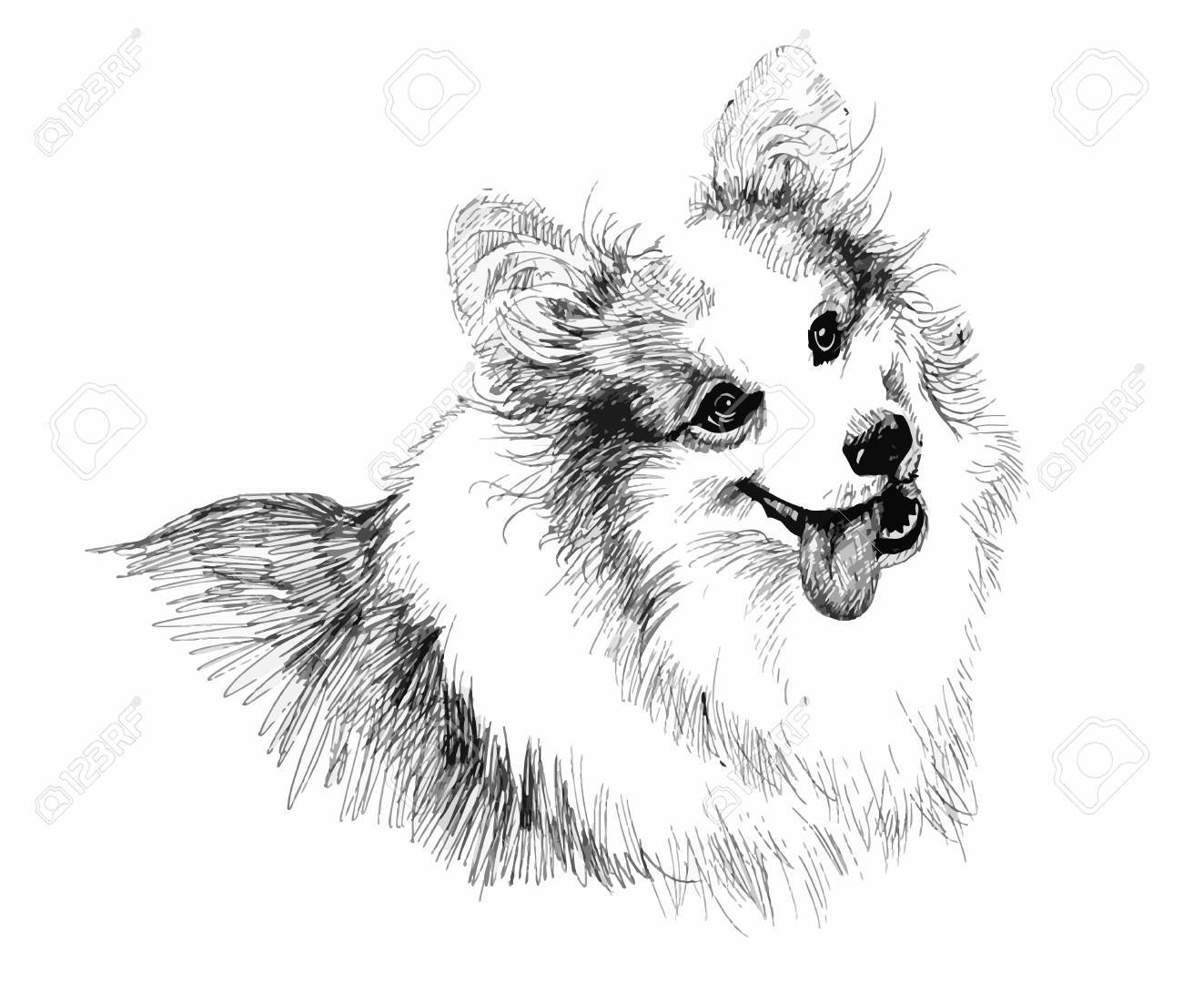 子犬犬の手描きイラスト スケッチのイラスト素材・ベクター Image 61635625