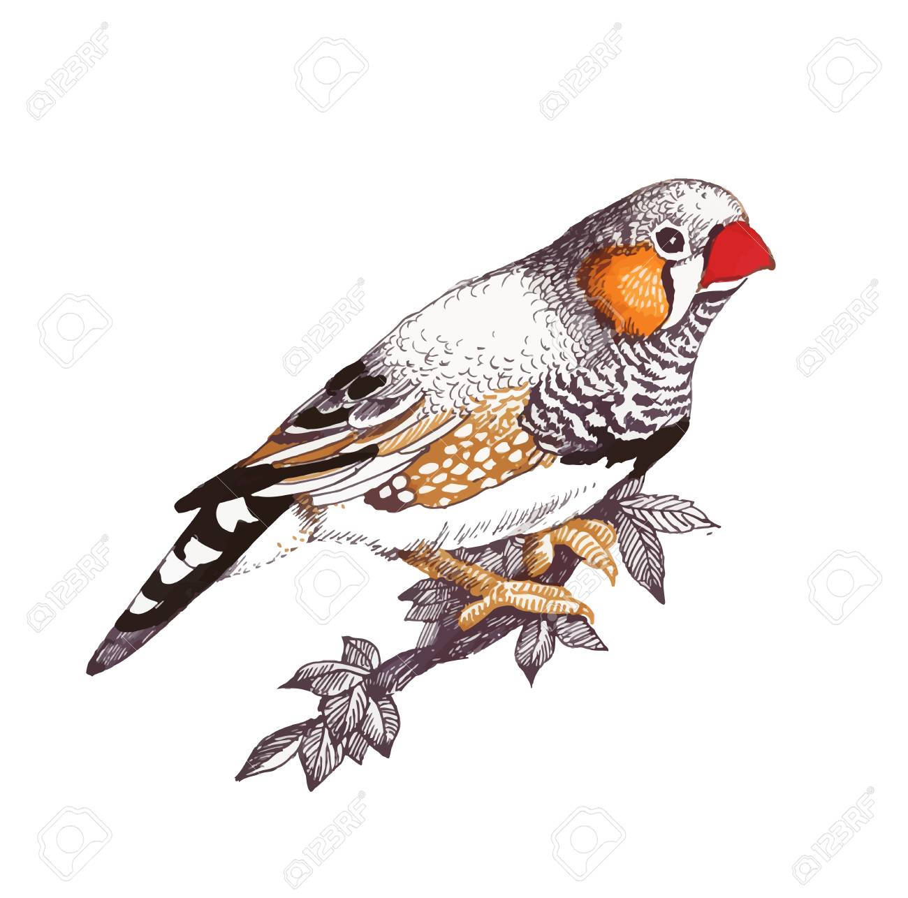 かわいい小鳥が白い背景に 水彩画を枝の上に座って のイラスト素材 ベクタ Image
