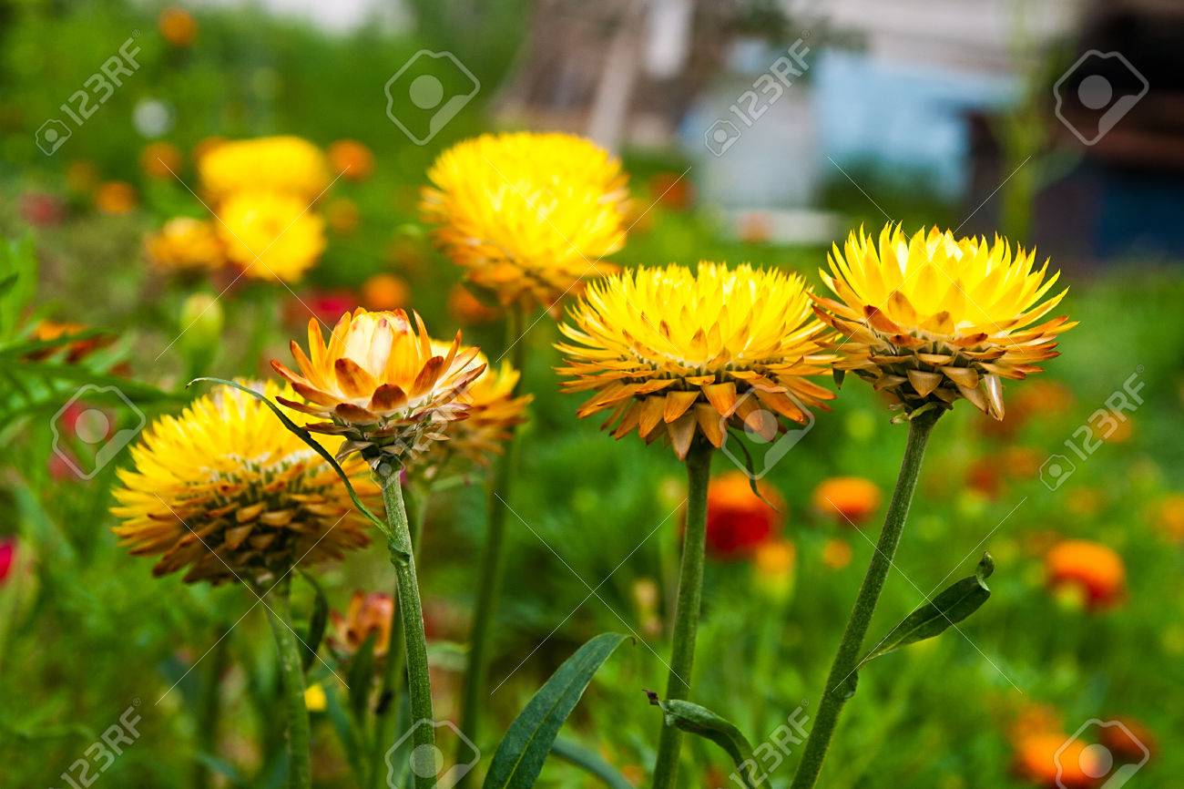 yellow helichrysum paper daisy straw flower helichrysum or straw paper flower scientific name