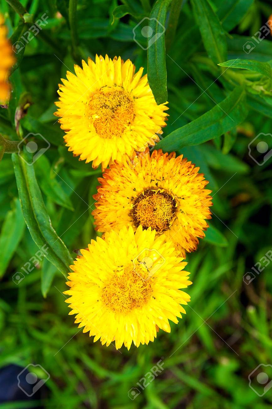 yellow helichrysum paper daisy straw flower helichrysum or straw paper flower scientific name