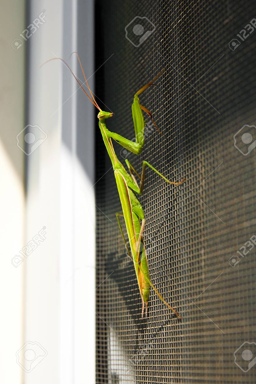 カマキリの昆虫狩り 昆虫生物学教育のアイコンとして他の昆虫を食べる捕食者と緑自然駆除や害虫駆除の象徴として自然の中 の写真素材 画像素材 Image