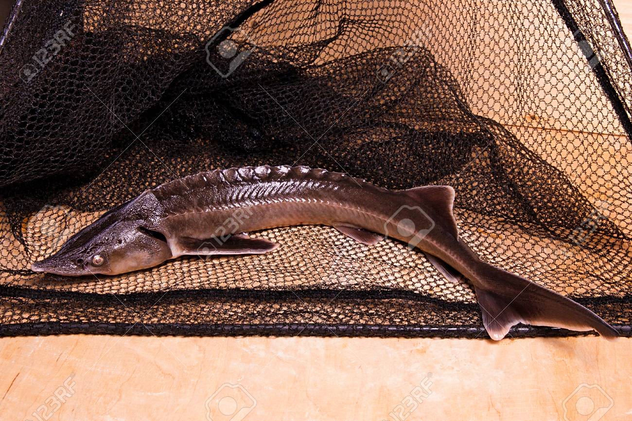 What to catch the sterlet What to catch the sterlet