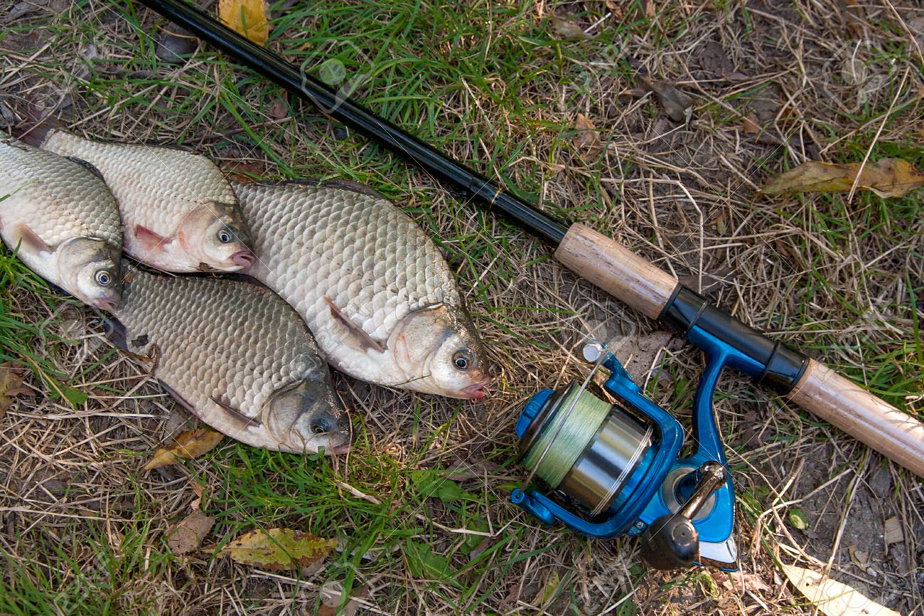 freshwater fishing reels
