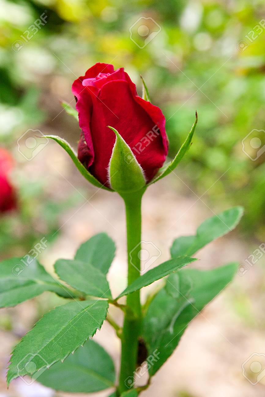Hermosa Rosa Roja En El Jardín. Imagen Artística De La Flor Hermosa Para  Tarjetas De Felicitación. Fotos, retratos, imágenes y fotografía de archivo  libres de derecho. Image 65591376