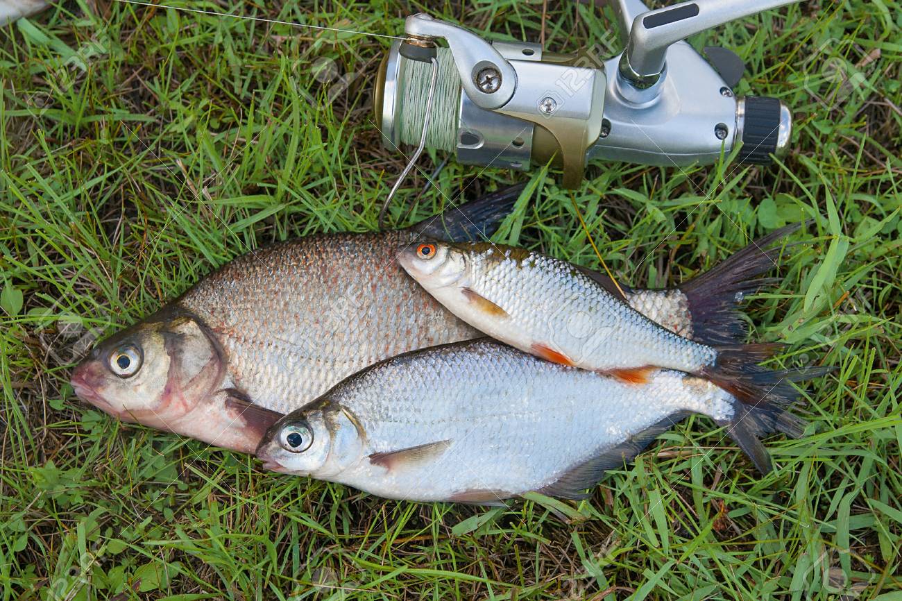 Any kind of bream: ways of catching Any kind of bream: ways of catching