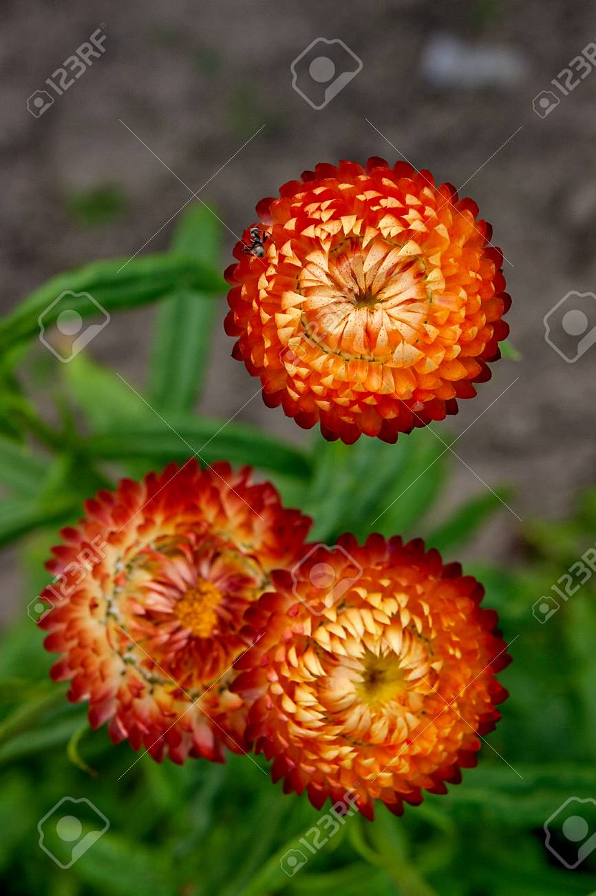 helichrysum or straw flower in outdoor garden straw flowers paper flower scientific name
