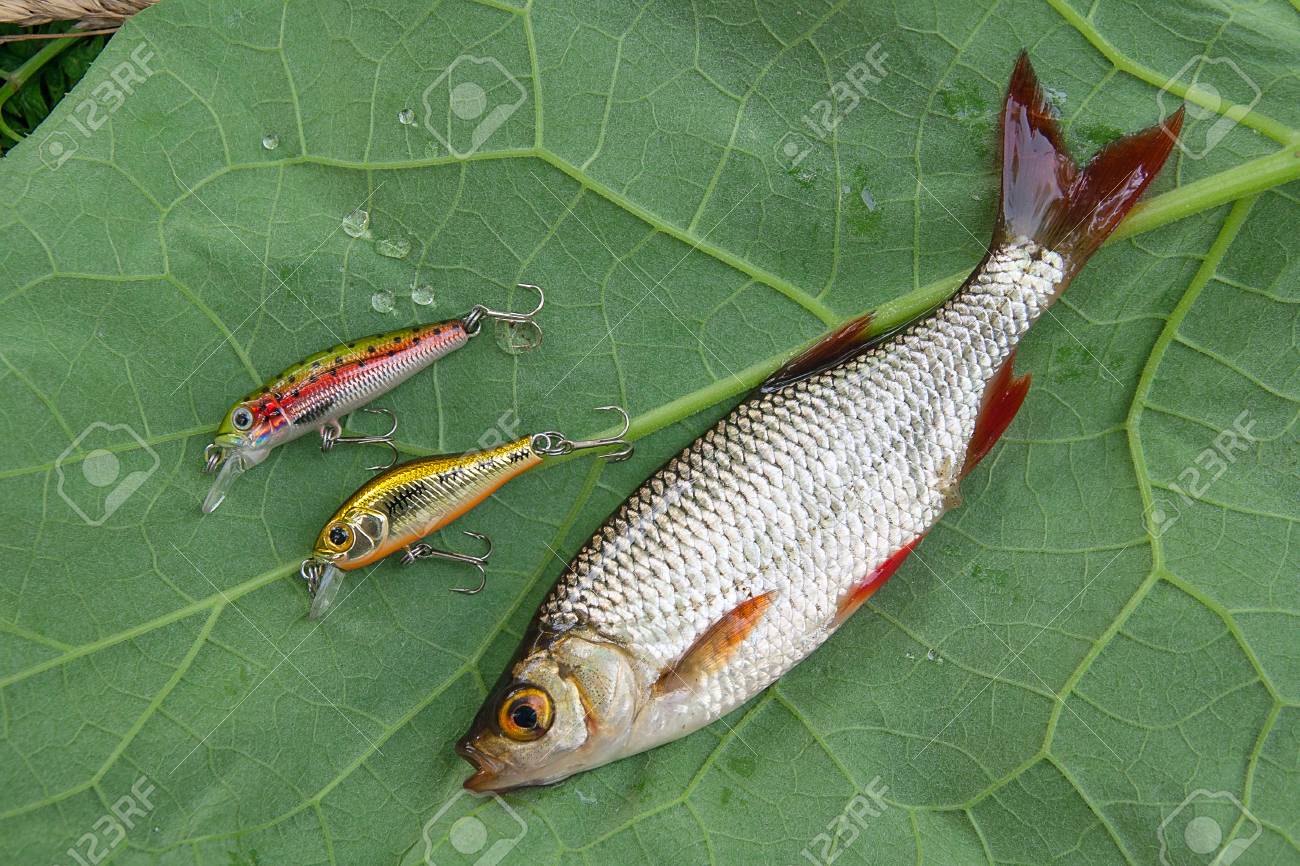 freshwater fish bait