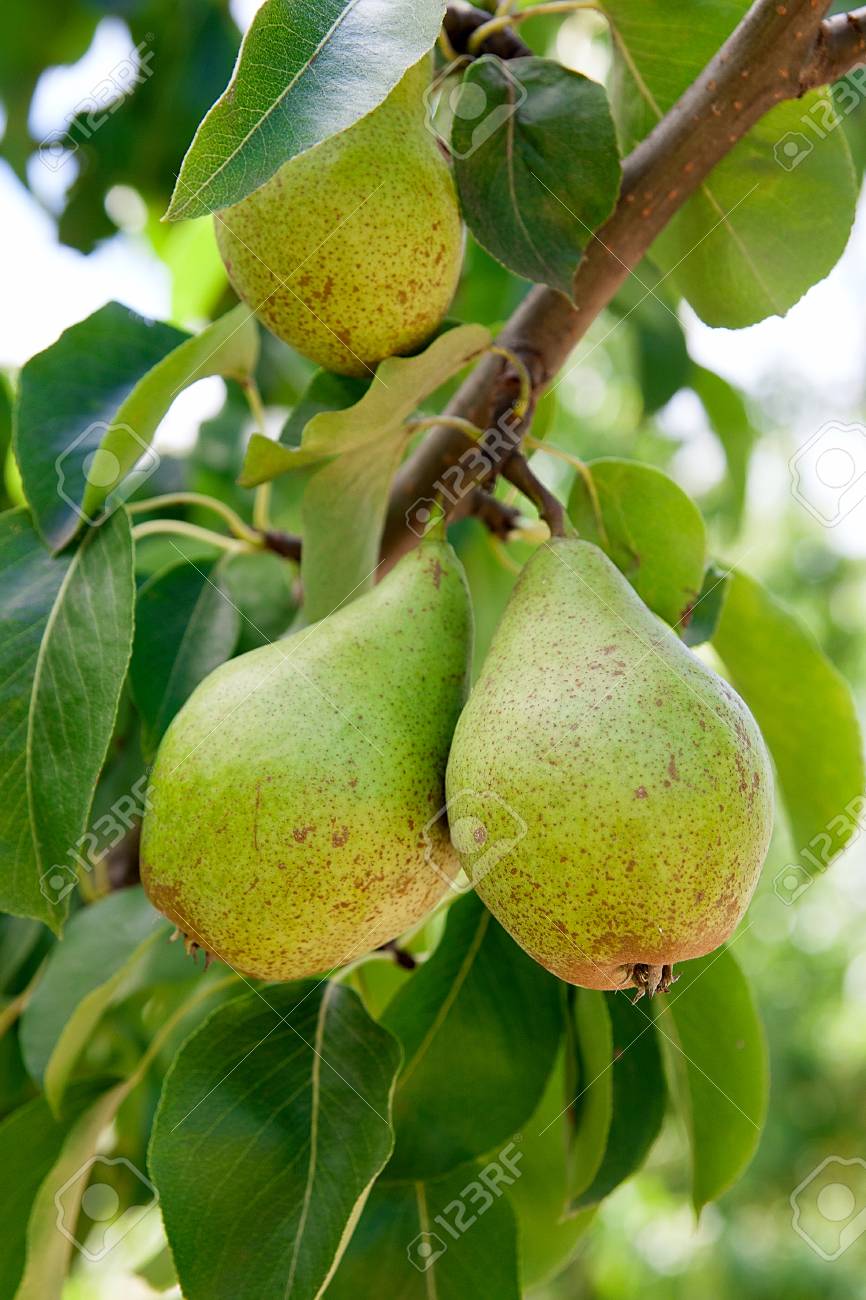Reife Birnen Auf Baum Zweig Bio Birnen Im Garten Nahaufnahme Von Birnen Auf Mit Blattern Unter Sonnenlicht Birnbaum Zweig Wachsen Selektiver Fokus Auf Birnen Lizenzfreie Fotos Bilder Und Stock Fotografie Image 71920415