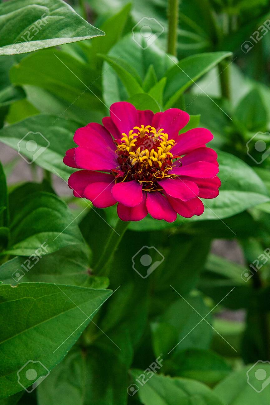 緑の葉の背景に美しいジニアの花 夏の庭の百日草の花のビューを閉じます の写真素材 画像素材 Image