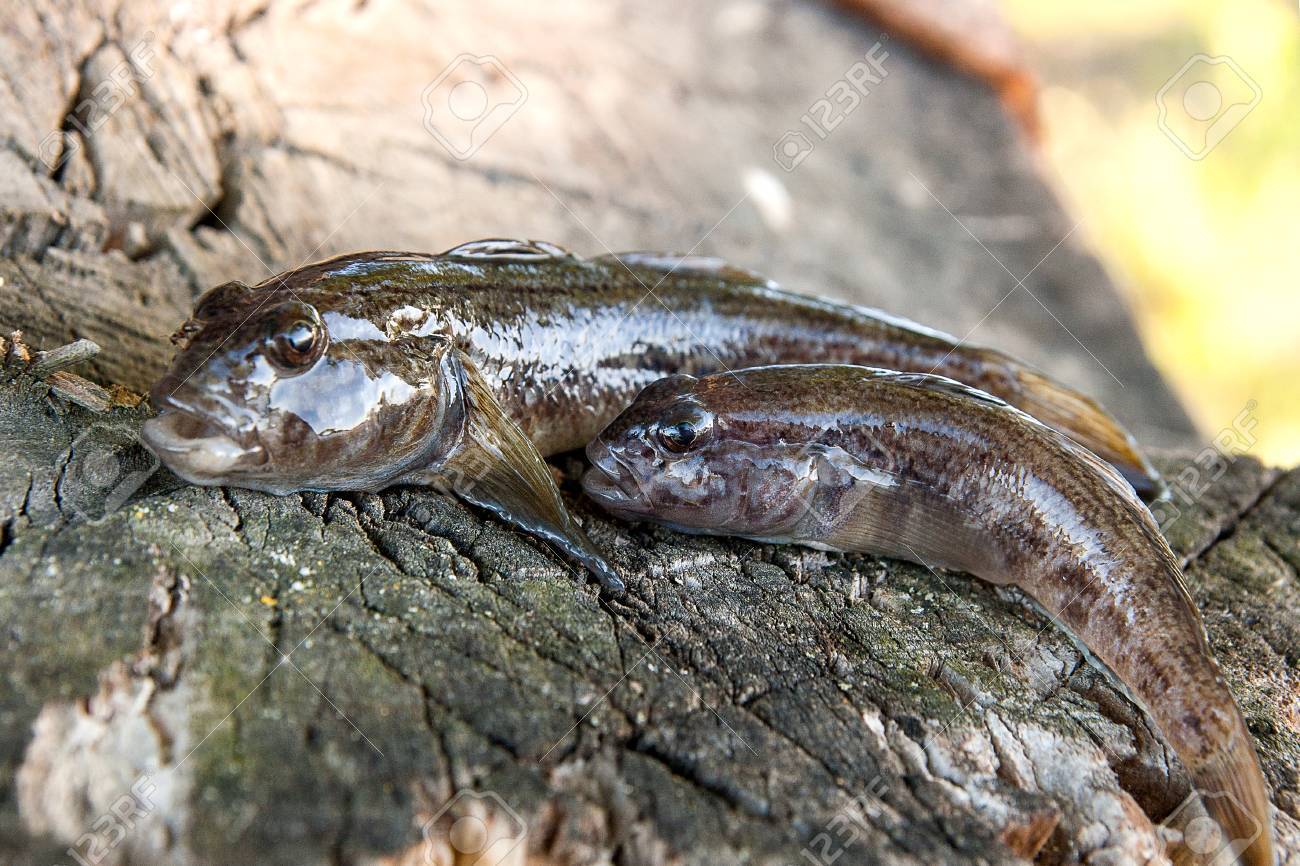 ブルヘッド淡水魚や丸ハゼは魚 Neogobius Melanostomus と水から撮った Neogobius 発生 Pallasi として知られています 2 つの Raw ブルヘッド魚ハゼ魚と呼ばれる自然なヴィンテージの木製の背景 の写真素材 画像素材 Image