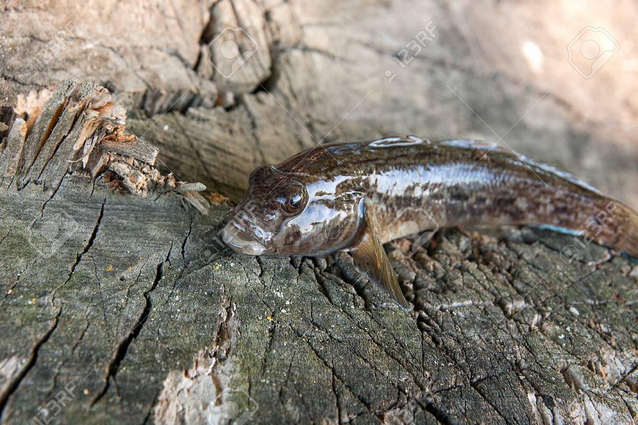 freshwater bullhead fish or