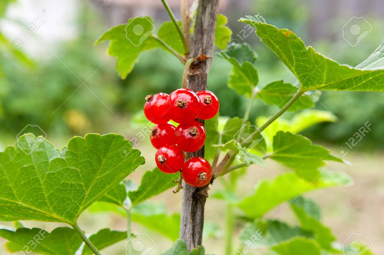 スグリの熟した甘い果実カシス ベリーとも呼ばれます 輝く夏の太陽の束の熟したジューシーな赤スグリの果実 枝からぶら下がっています の写真素材 画像素材 Image