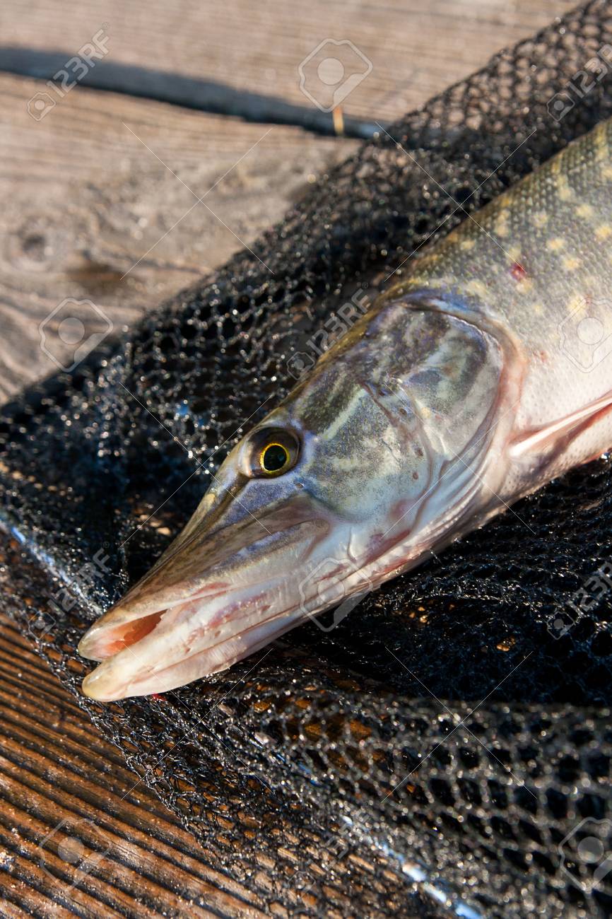 Poisson Brochet Nordique D'eau Douce Connu Sous Le Nom D Poisson Brochet Nordique D'eau Douce Connu Sous Le Nom D