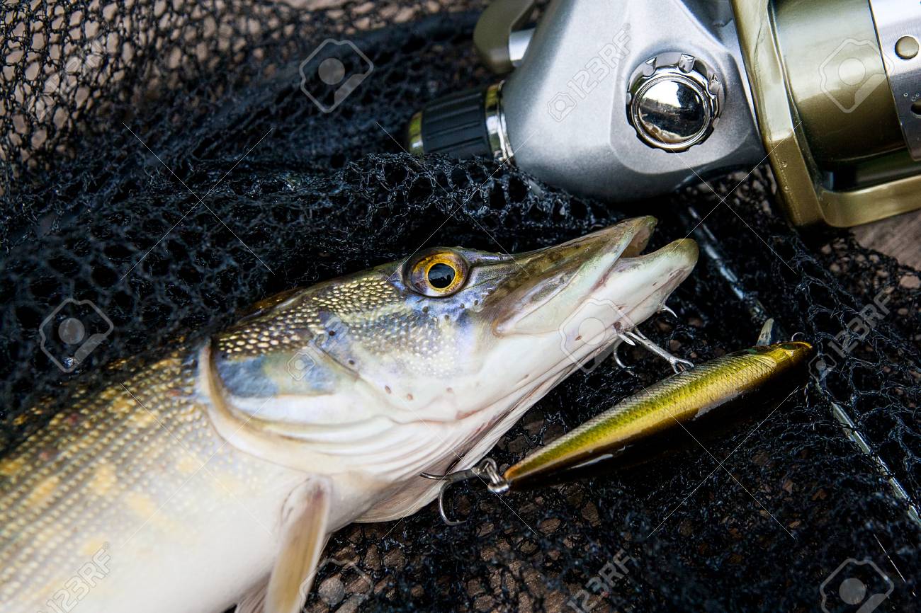 Poisson Brochet Nordique D'eau Douce Connu Sous Le Nom D Poisson Brochet Nordique D'eau Douce Connu Sous Le Nom D