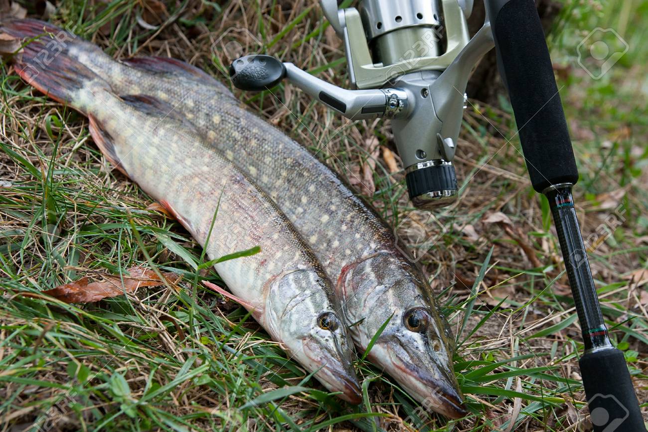 Poisson Brochet Nordique D'eau Douce Connu Sous Le Nom D Poisson Brochet Nordique D'eau Douce Connu Sous Le Nom D