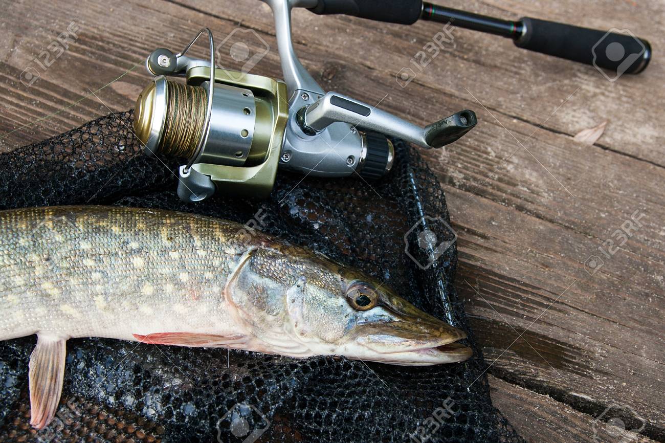 Poisson Brochet Nordique D'eau Douce Connu Sous Le Nom D Poisson Brochet Nordique D'eau Douce Connu Sous Le Nom D