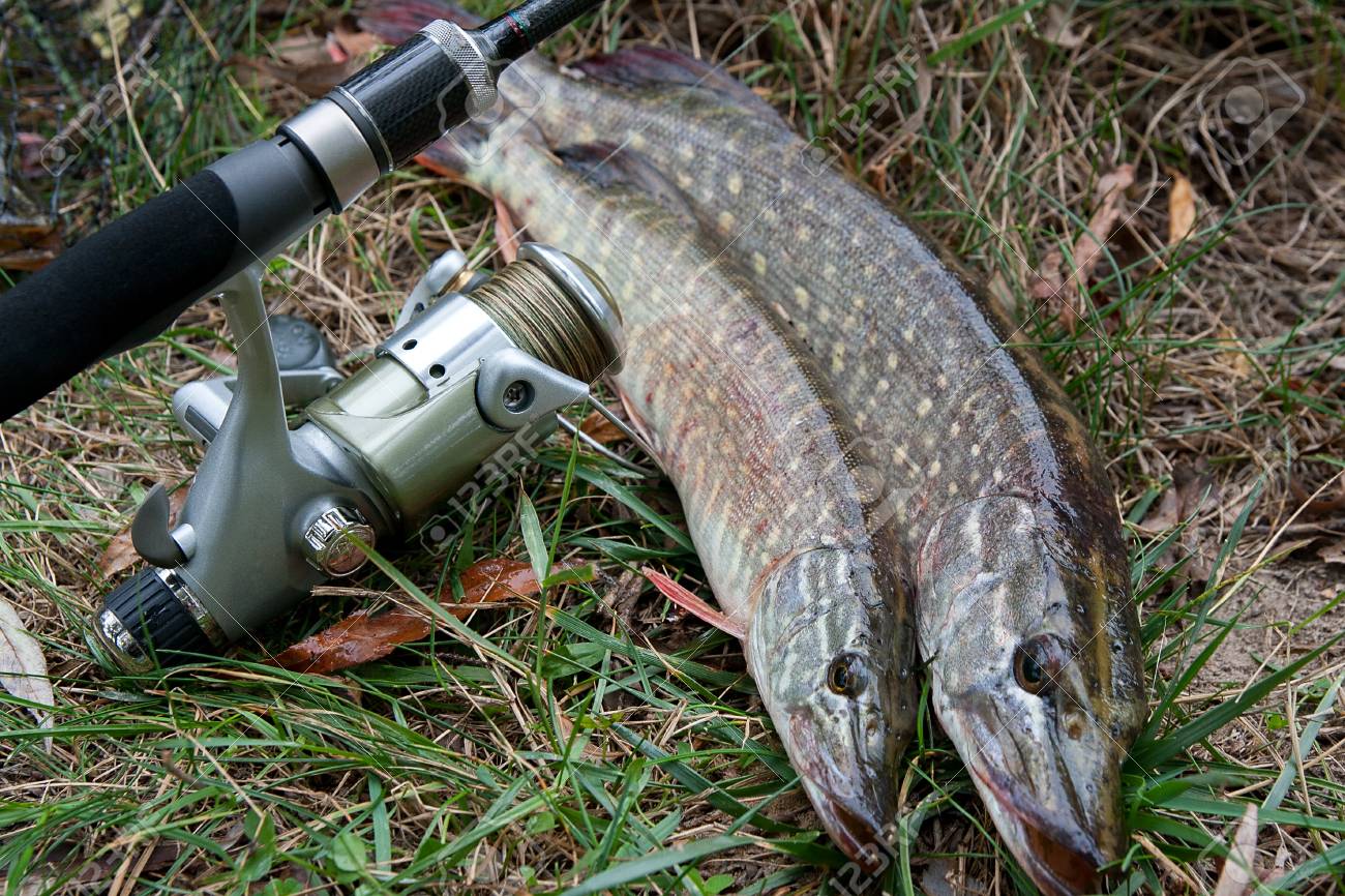 Poisson Brochet Nordique D'eau Douce Connu Sous Le Nom D Poisson Brochet Nordique D'eau Douce Connu Sous Le Nom D