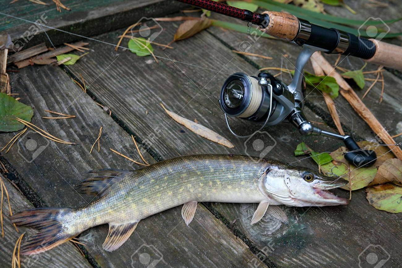 pike rod and reel