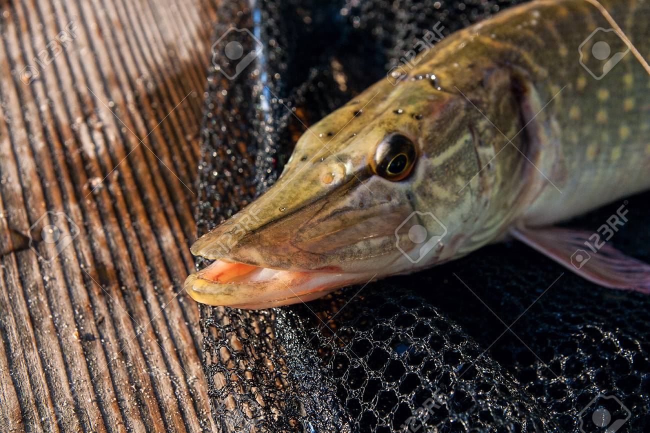 Poisson Brochet Nordique D'eau Douce Connu Sous Le Nom D Poisson Brochet Nordique D'eau Douce Connu Sous Le Nom D